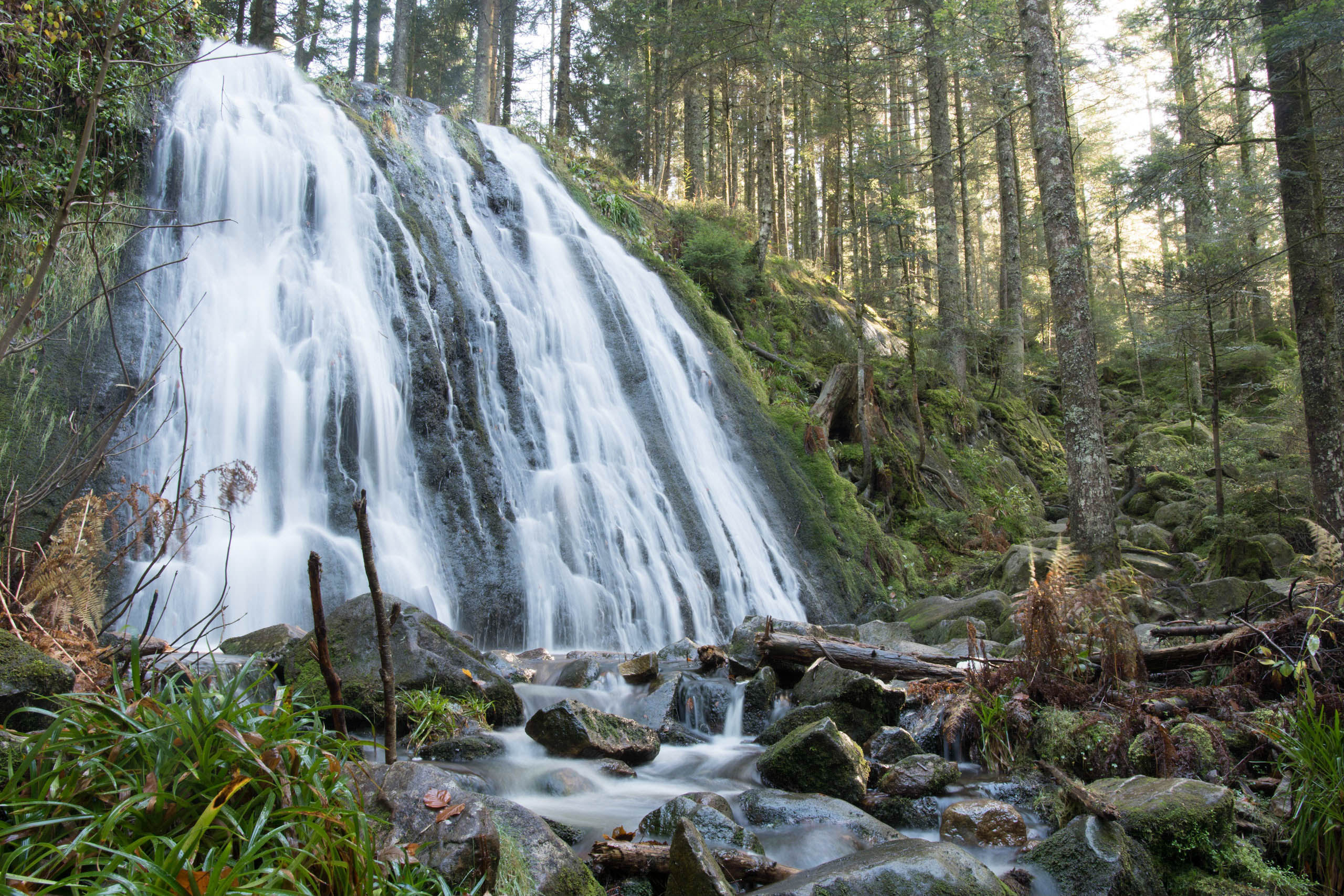 Printemps Vosges 5