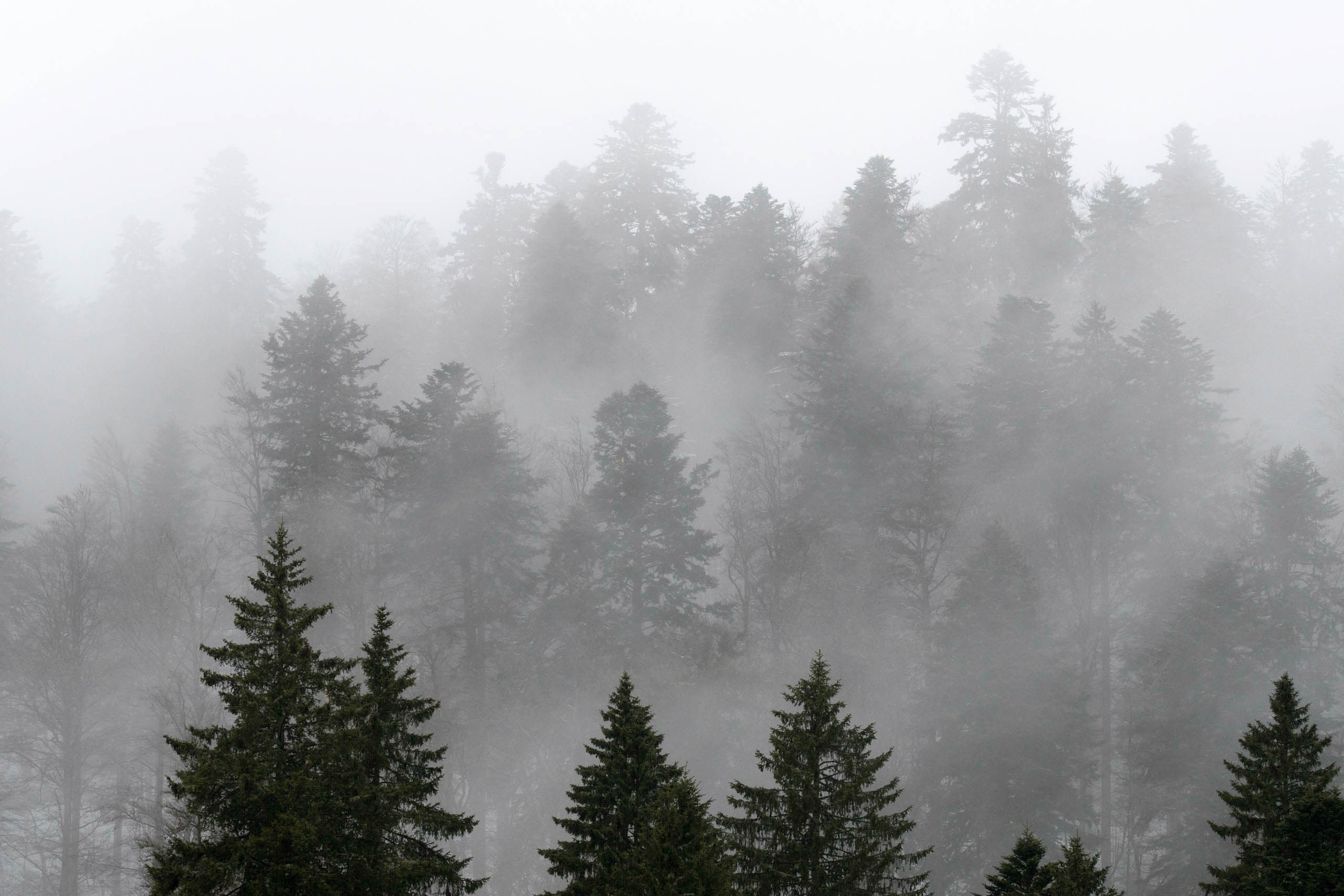 Vosges Hiver 12