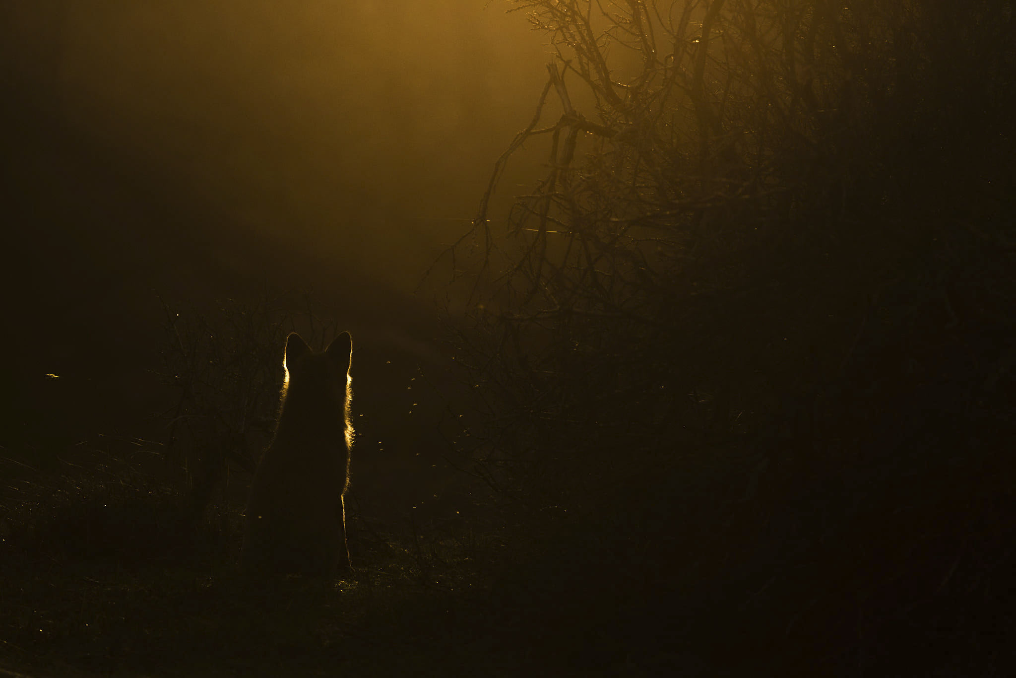 Renard en contre-jour doré — lumière & nature