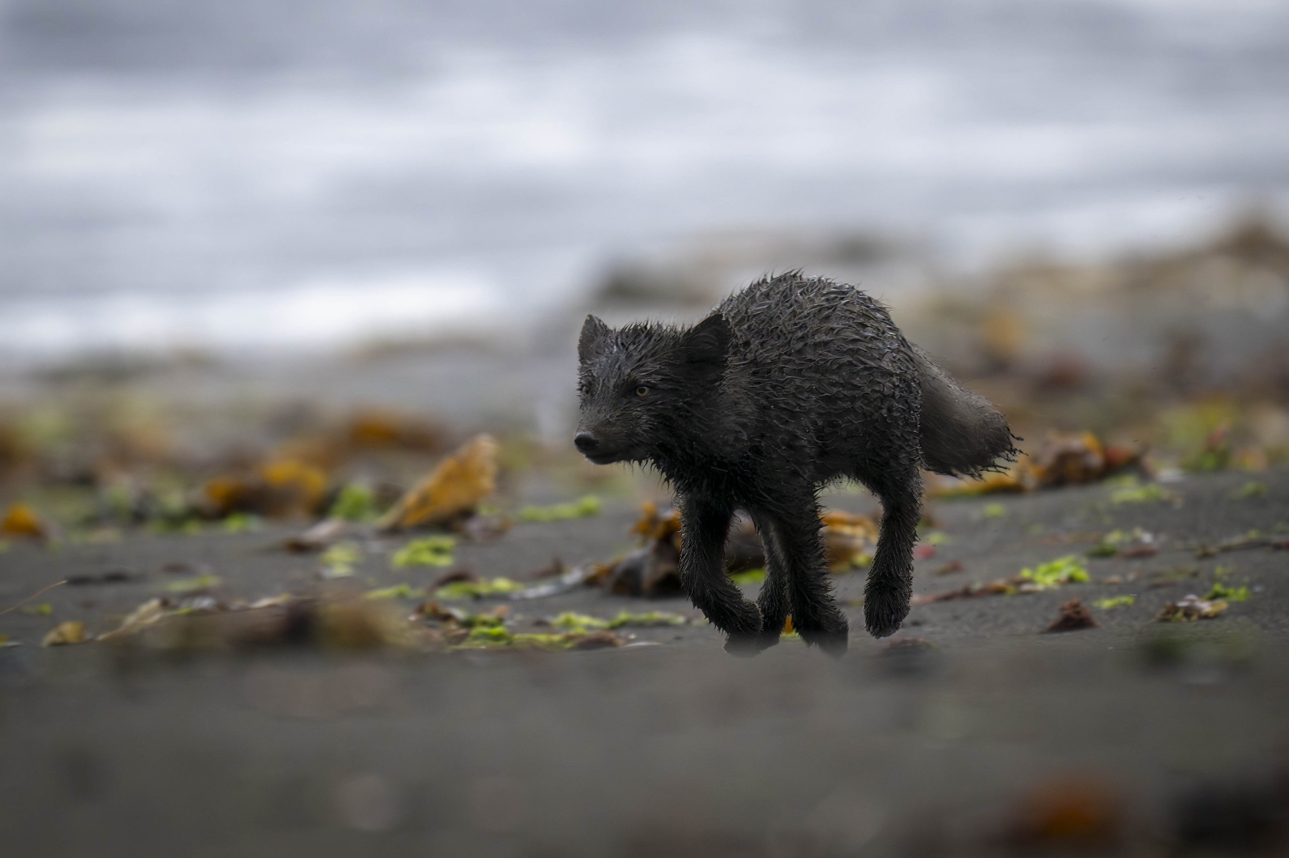 Islande — Hornstrandir, renard polaire