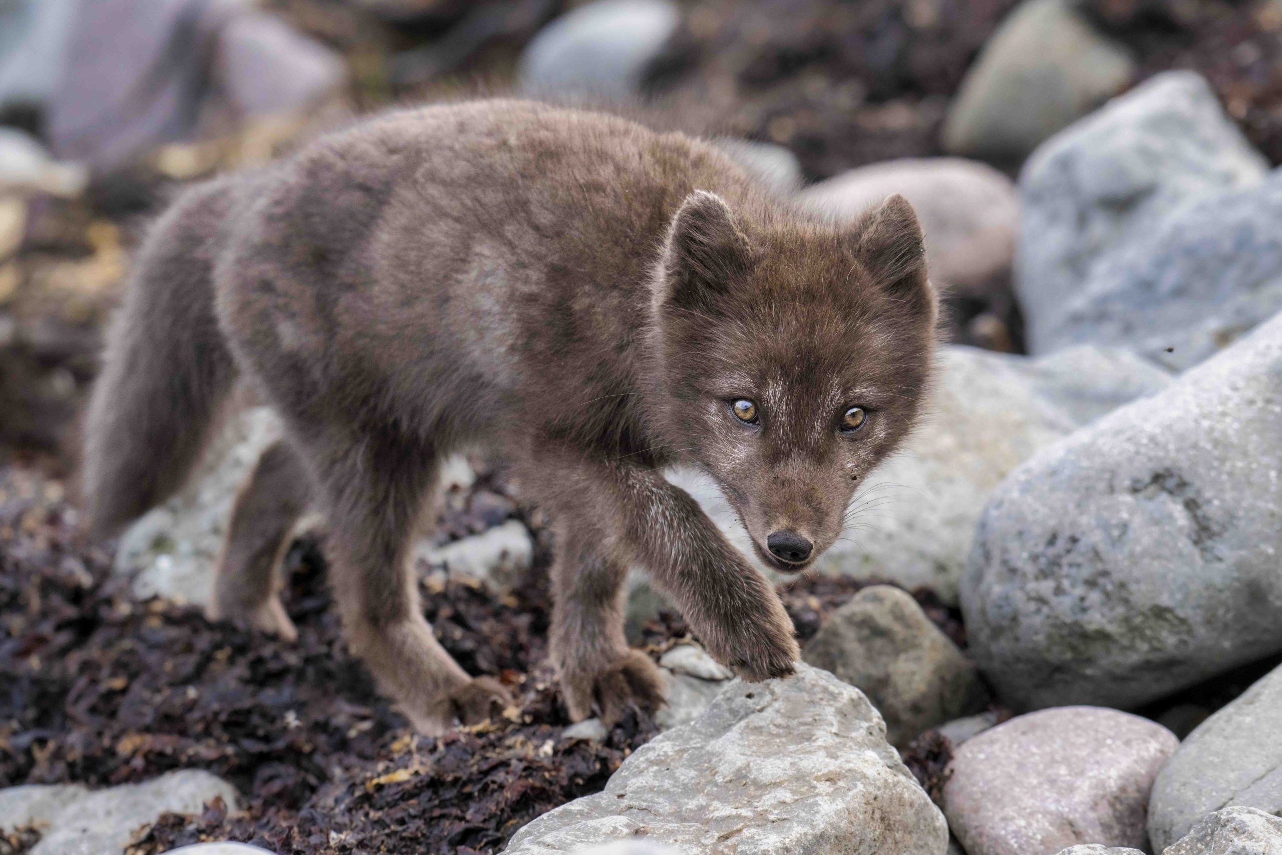 Islande sauvage et renard polaire