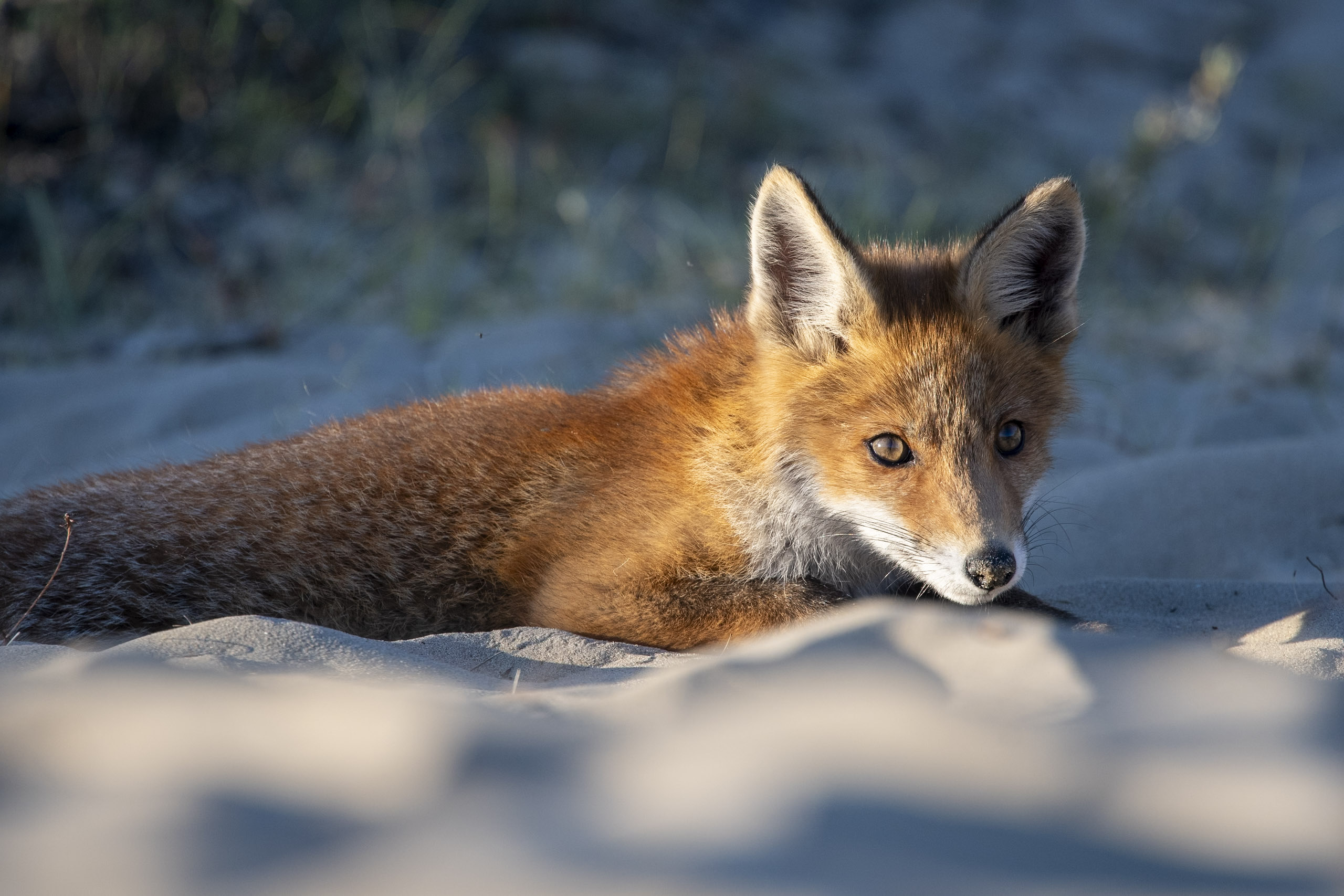 Pays-Bas — dunes et renards