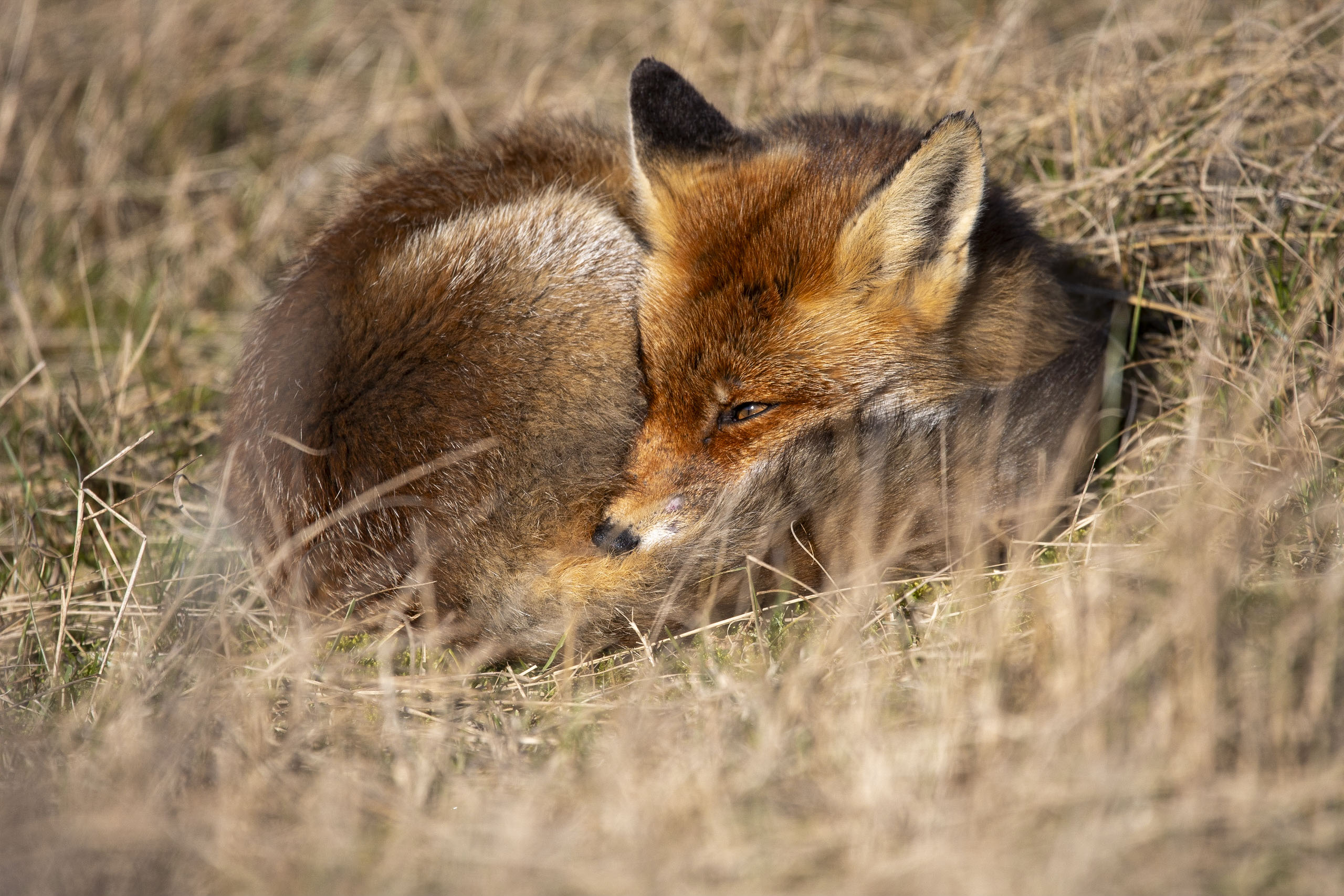 Renard — dunes 3