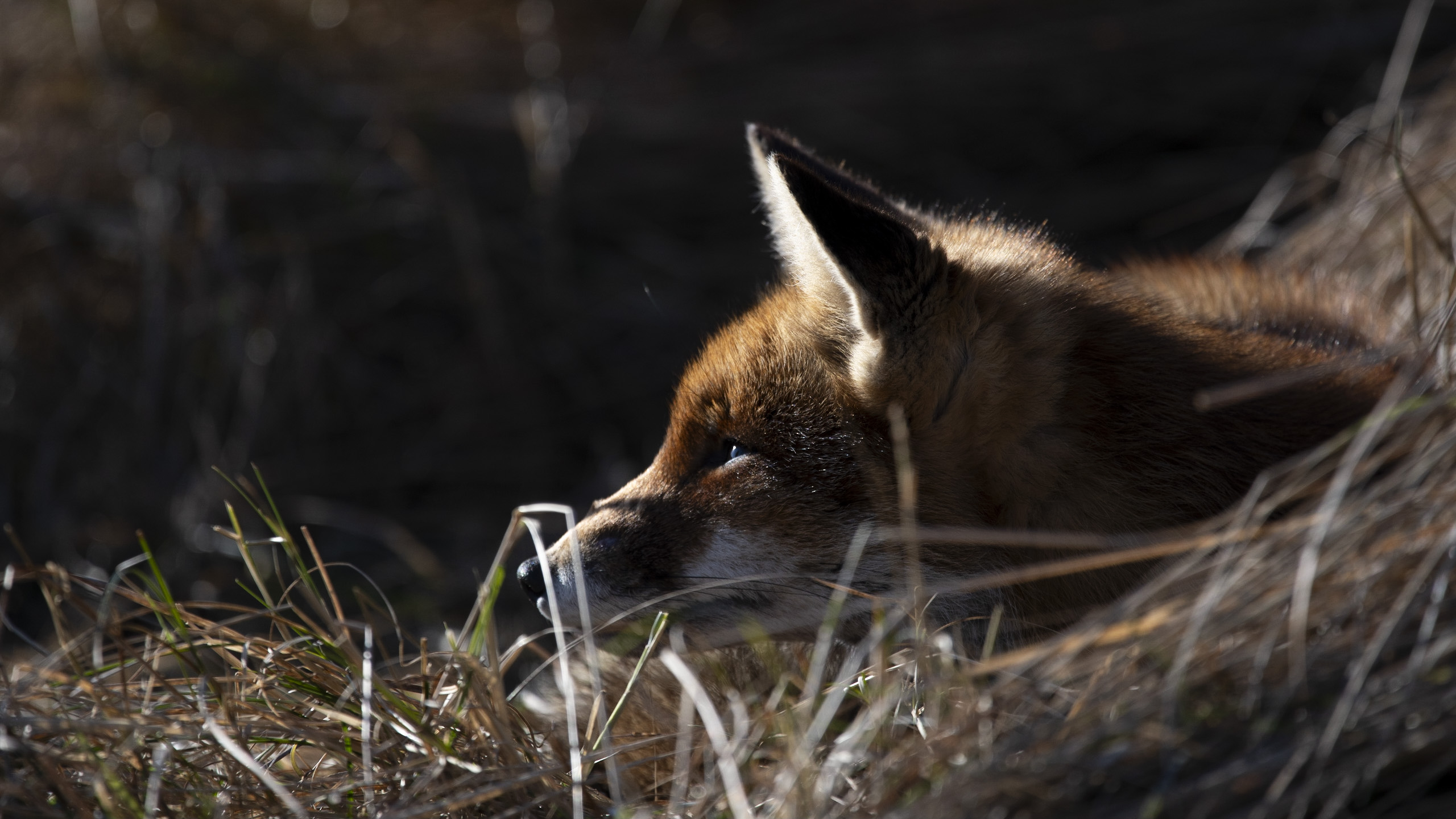Renard — dunes 6
