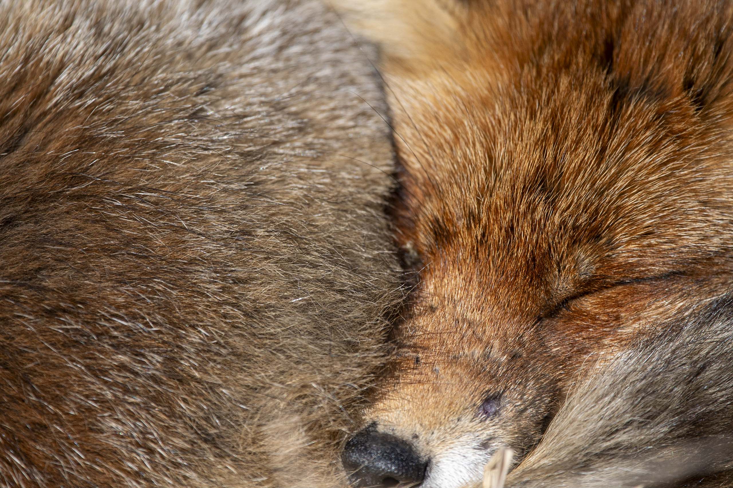 Renard — dunes 4