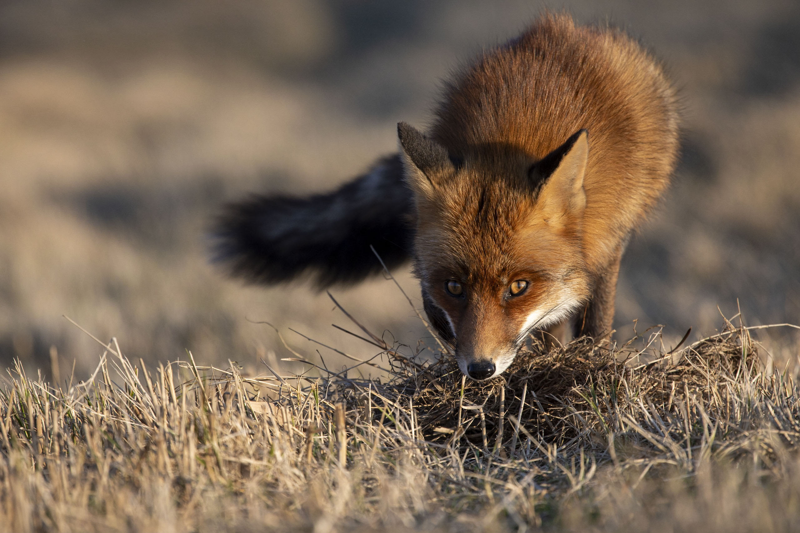 Renard — dunes 5