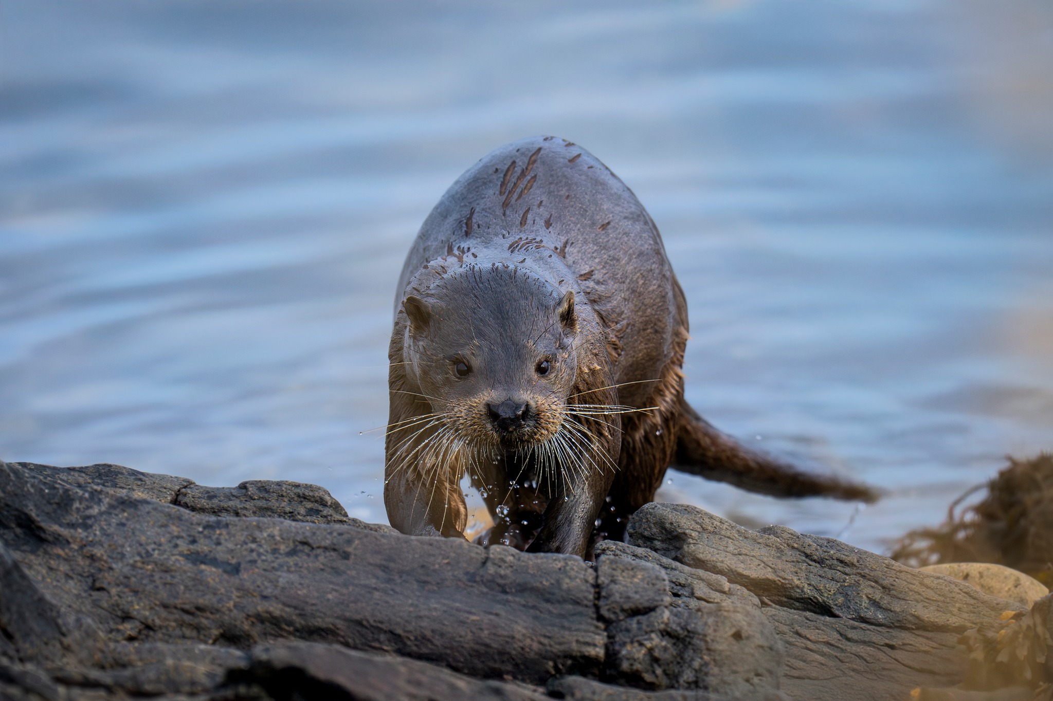 Loutre sauvage sur les côtes écossaises