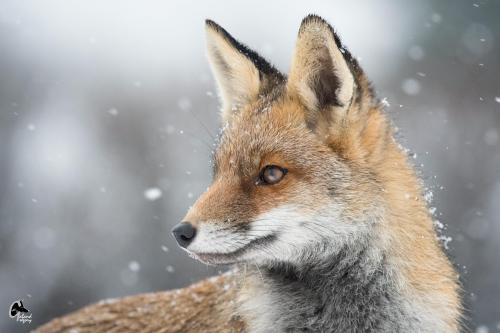 Regard de renard