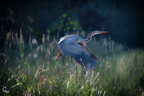 heron pourpre2-2